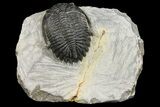 Bargain, Detailed Hollardops Trilobite - Visible Eye Facets #154325-2